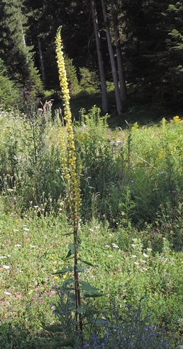 Alto da identificare - Verbascum sp.